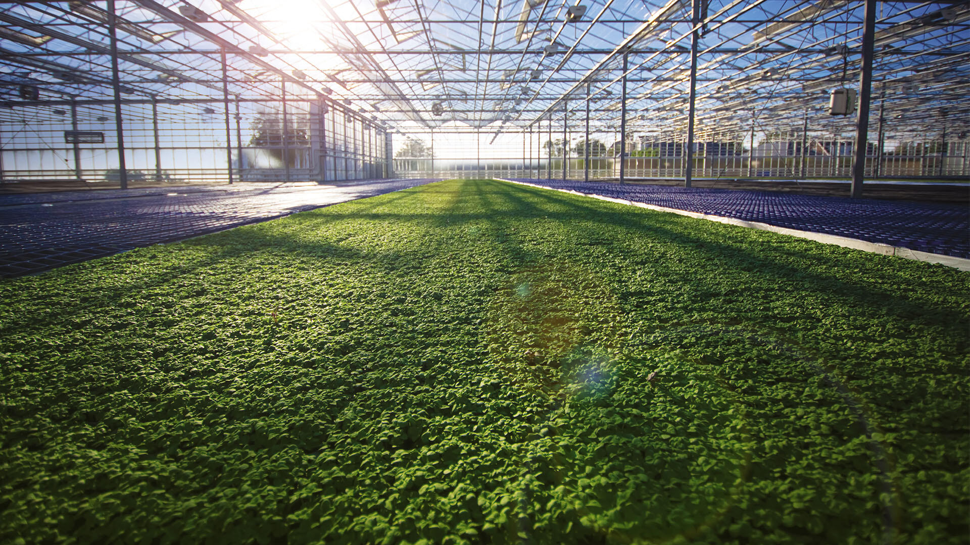 greenhouse wm koppertcress 5 16x9